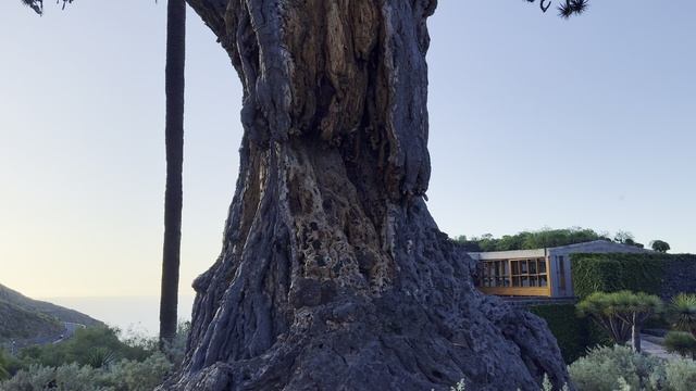 Самое старое драконово дерево в мире смотреть онлайн