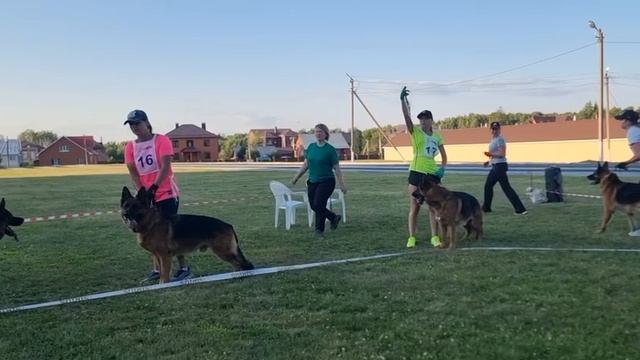 РАБОЧИЙ КОБЕЛИ / КЧК ТЮМЕНЬ 5 июля`25 А.Буйнова Моно немецких овчарок