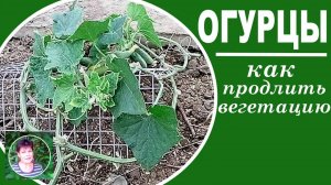 Как продлить плодоношение огурцов  Урожай огурцов заканчивается, что можно сделать