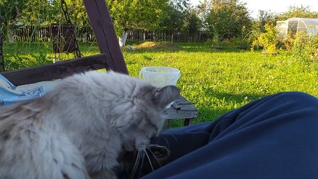 Дачный зверёк дивный