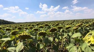 Урожай 2025. Подсолнечник