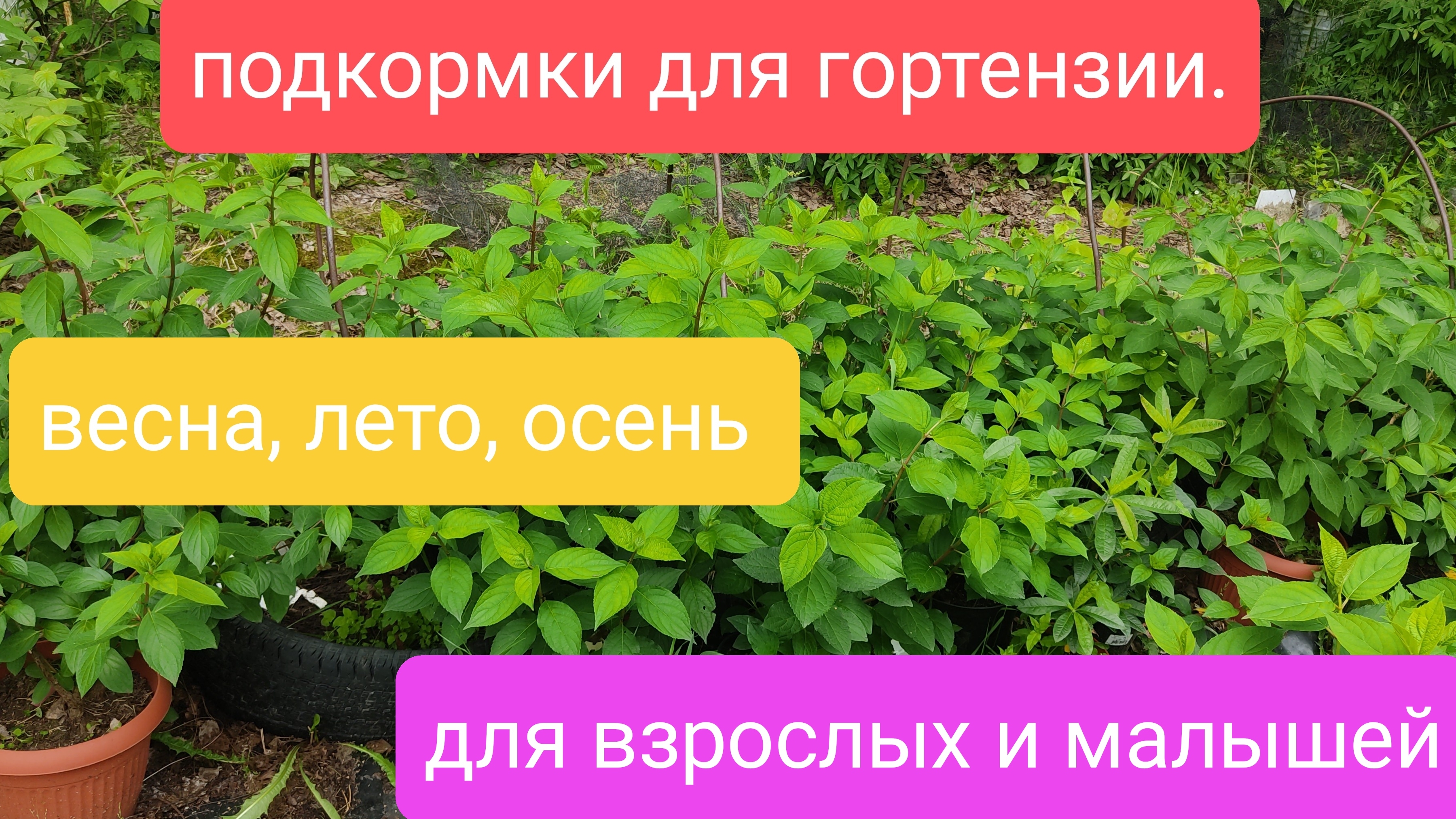 Подкормки для гортензии. Весна, лето, осень. для взрослых и маленьких. смотреть онлайн