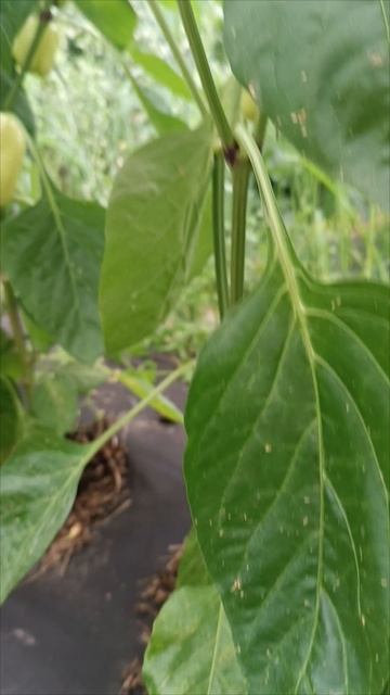 Какие цветы растут на участке. Урожай будет