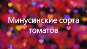 ТОМАТЫ. Минусинские сорта томатов. г. Киров