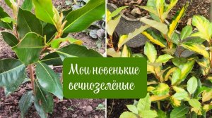 ВЕЧНОЗЕЛЁНЫЕ В ЦВЕТНИКЕ, НОВЕНЬКИЕ, ХЛОРОЗ МАГНОЛИИ