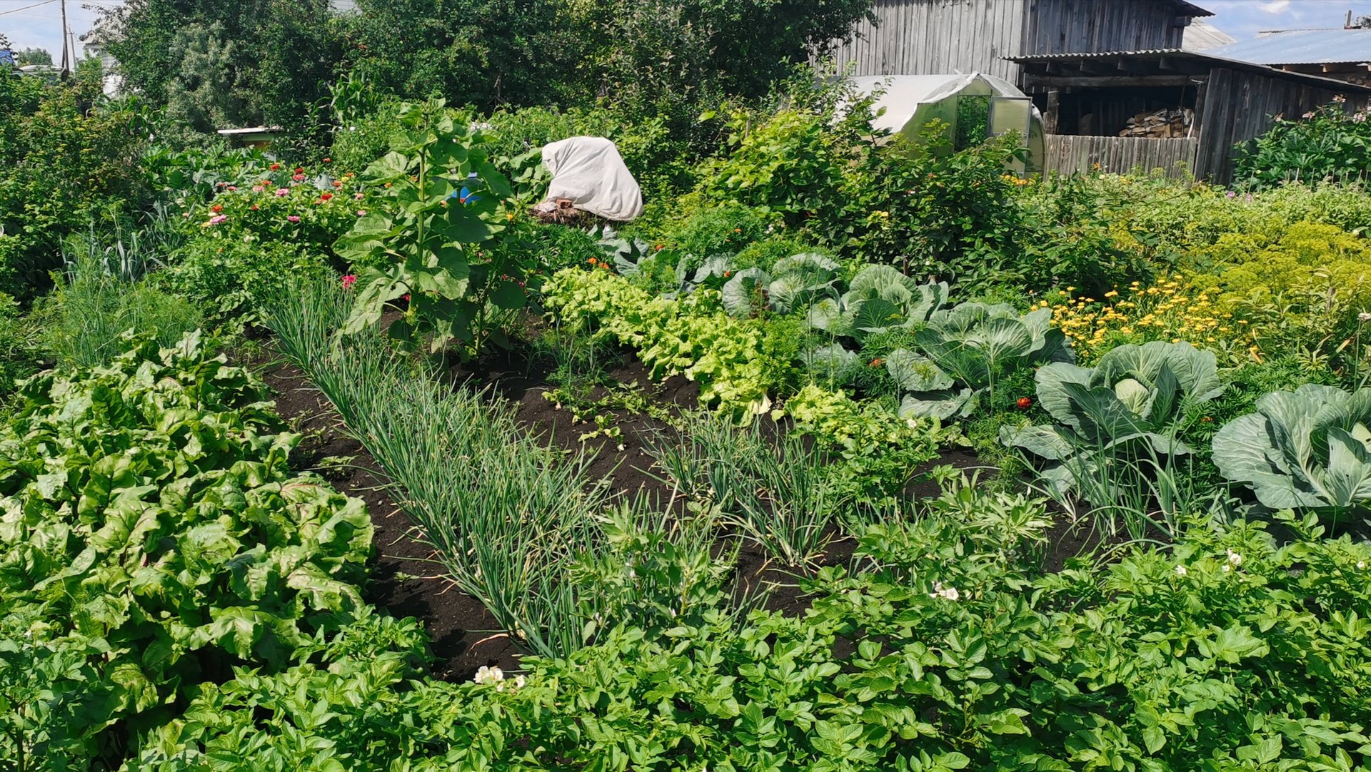 НАШ ЛЮБИМЫЙ ОГОРОД В ДЕРЕВНЕ НА 19 ИЮЛЯ 2025 ГОДА ВСЕ РАСТЕТ! смотреть онлайн