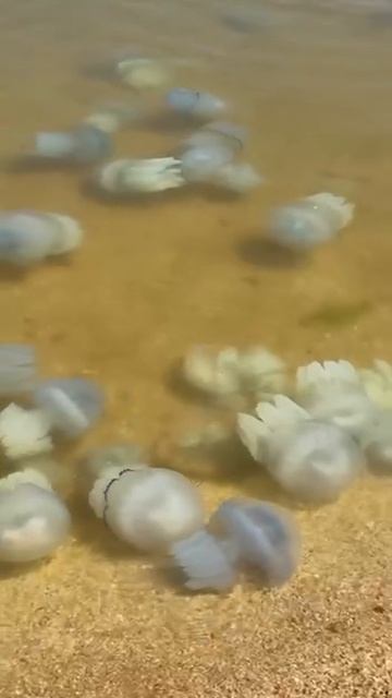 На побережье Азовского моря нашествие опасных медуз — тысячи гигантских желейных гадов наводнили бер смотреть онлайн
