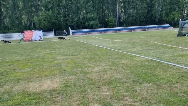 ЩЕНКИ СУКИ ДШ / КЧК ТЮМЕНЬ 5 июля`25 А.Буйнова Моно немецких овчарок