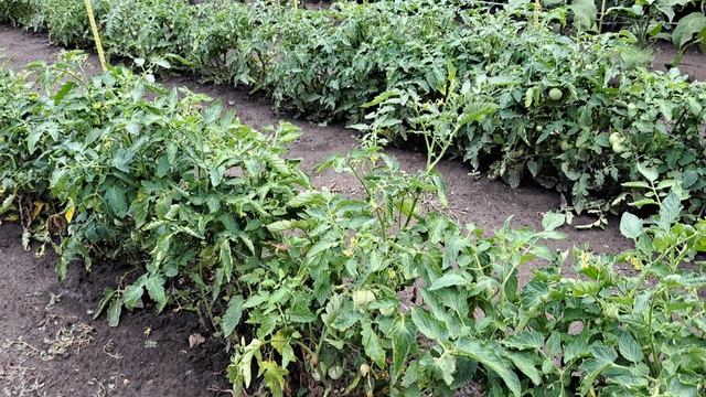 Июльская жара и ливни! Огород,теплица ,цветы. смотреть онлайн