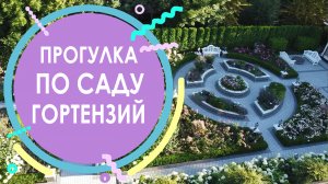 Прогулка по саду гортензий