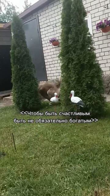 #СНЕЖНЫЕЛАПЫ #Никси #Актив 19.07.2025