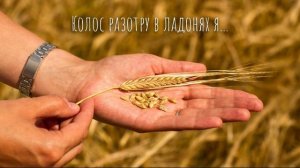 Колос разотру в ладонях я...