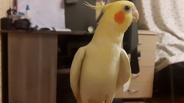 попугай корелла поёт смотреть онлайн