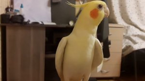 попугай корелла поёт