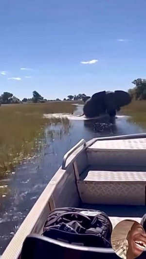 Когда мнишь себя крутым специалистом по работе с животными но потом что-то явно идёт не так