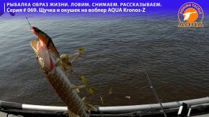 Щучка и окушек на воблер AQUA Kronos-Z. Рыбалка образ жизни! Ловим. Снимаем. Рассказываем.