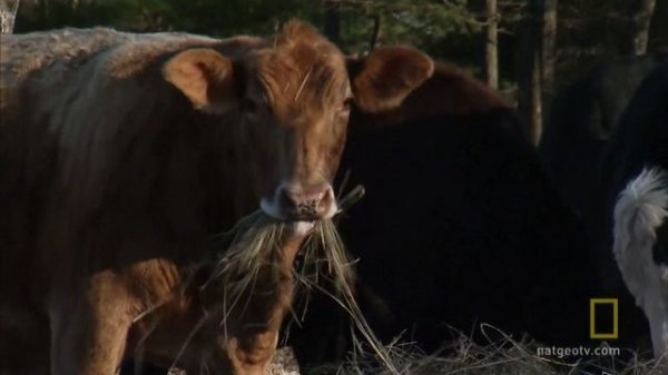 Wood-powered car part 1