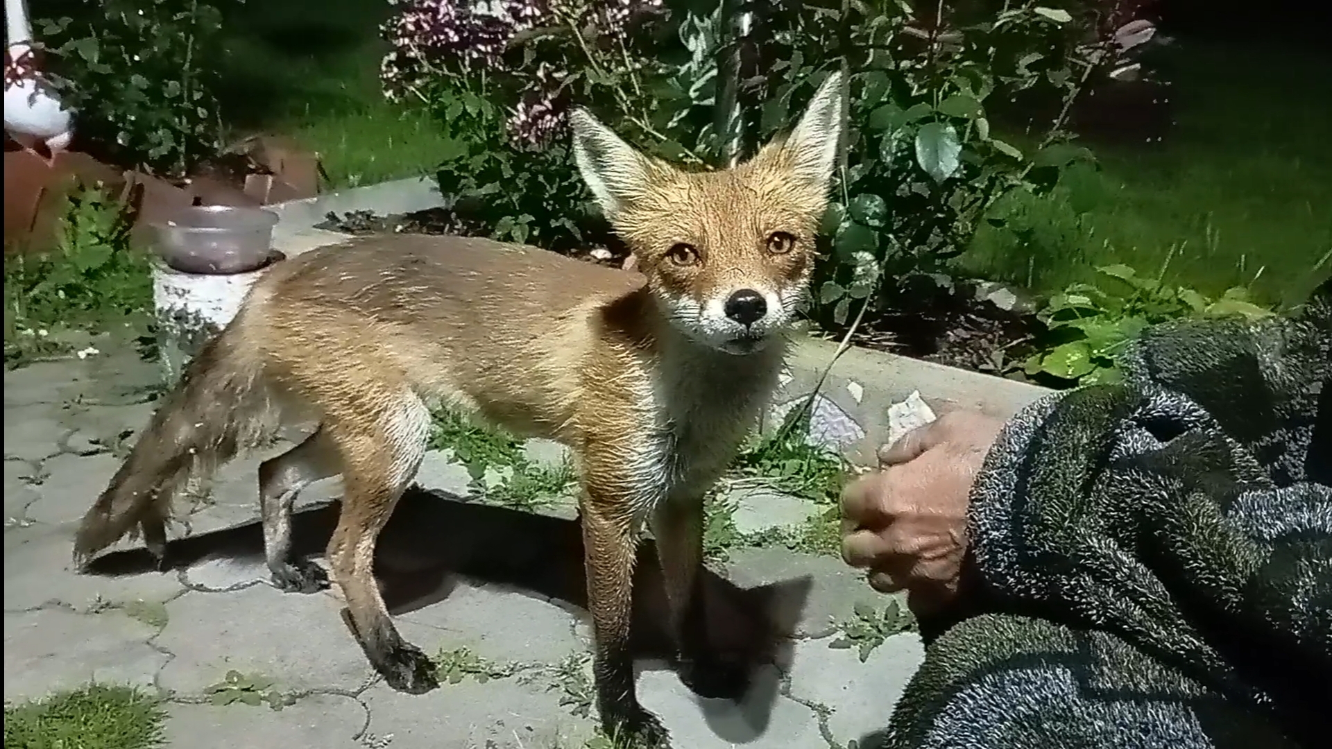 (1070) Лиса приходит в гости. Июль 2025 смотреть онлайн