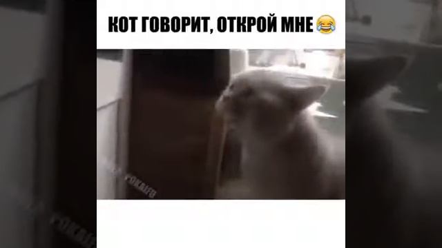 Кот Кокос и мыша гашиша) смотреть онлайн