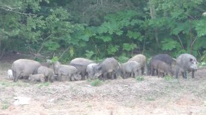 охота на кабана.  первый блин комом.