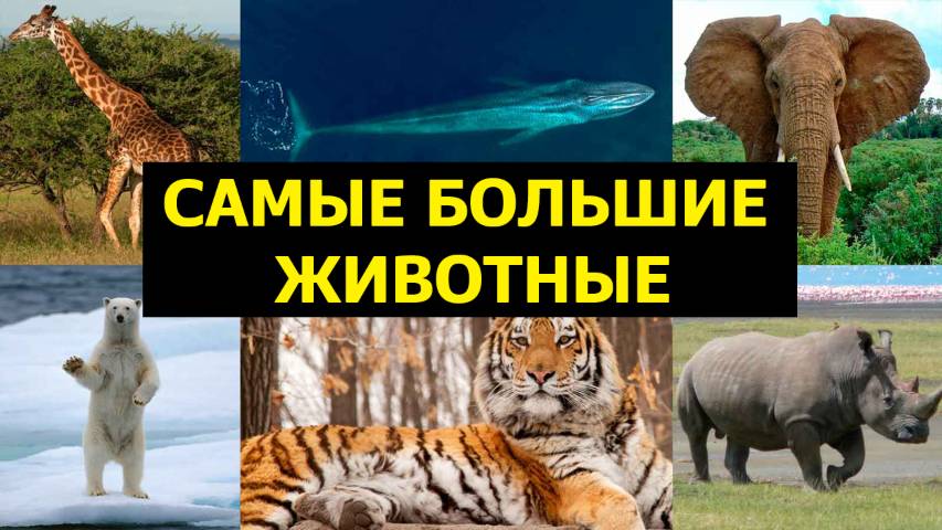 Самые большие животные