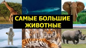 Самые большие животные