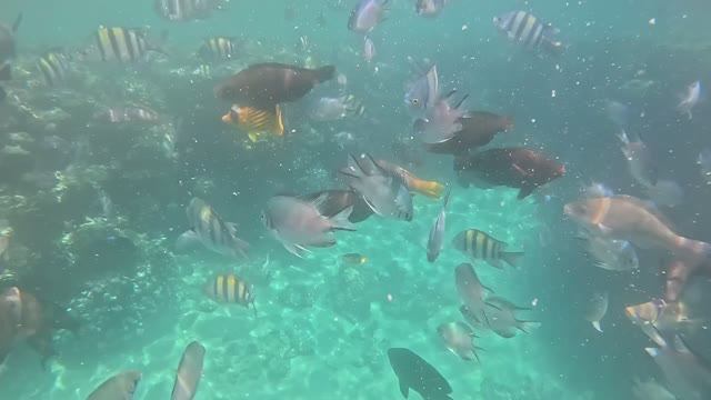 Подводный мир Египта 2025 на гоу про под музыку с Ибицы ,отель Sharm Plaza Шармаль Шейх
