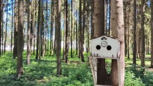 Гуляем в парке ,грибы,ягоды и белки.