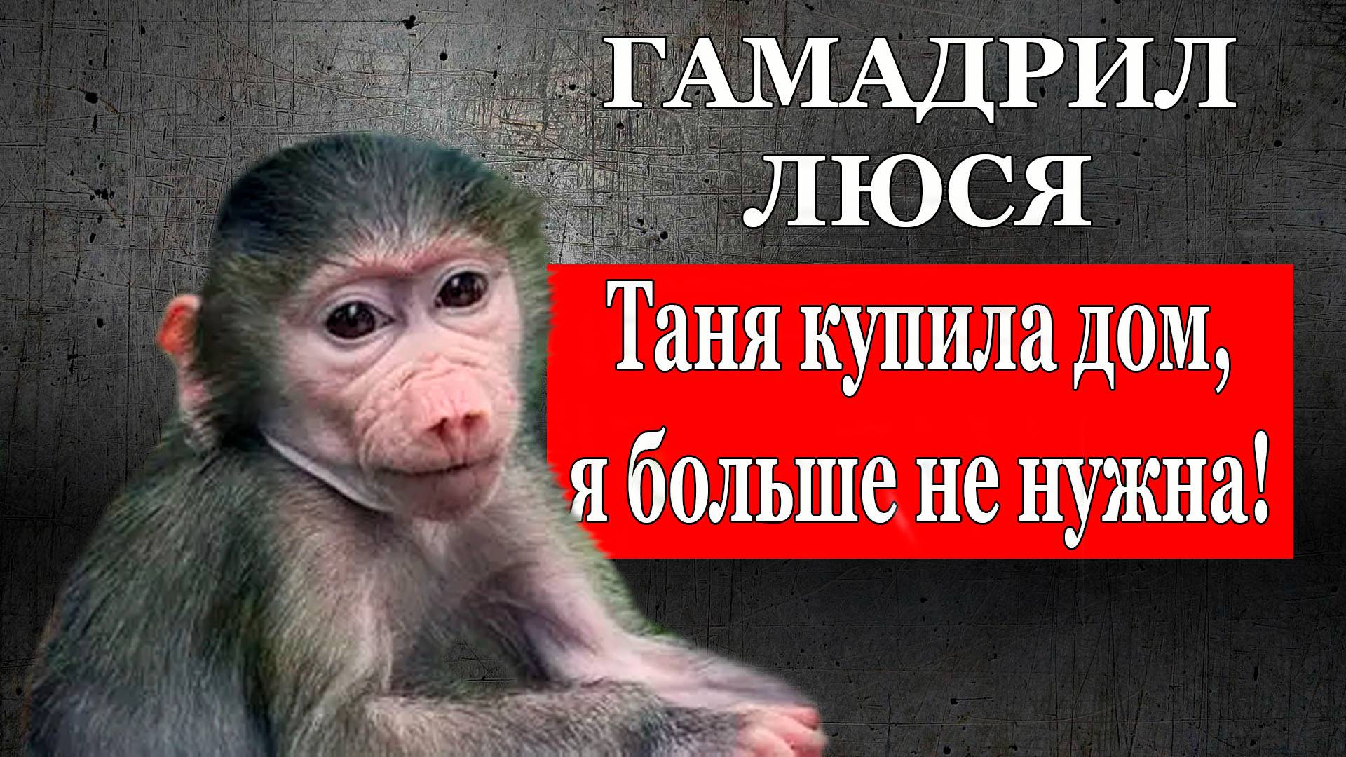 Гамадрил Люся в парке "Тайган" больше никому не нужна, 19 июля смотреть онлайн