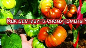 Томаты не хотят спеть? ускоряем созревание.
