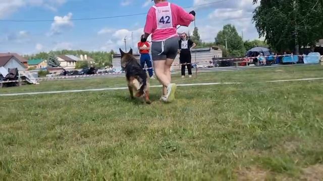 ЮНИОРЫ СУКИ / КЧК ТЮМЕНЬ 5 июля`25 А.Буйнова Моно немецких овчарок