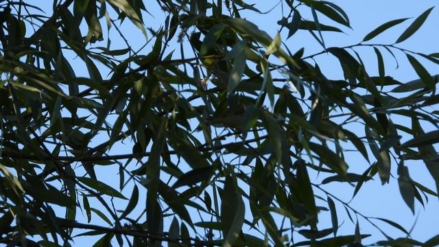 Голоса птиц, Зелёная Пеночка, наблюдение птиц в Великом Новгороде, 19 июля 2025 смотреть онлайн