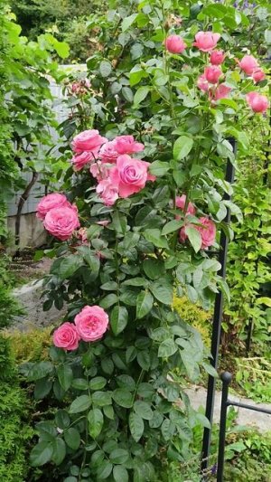 Роза Розанна (Rosanna), Kordes Германия.