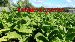 Табаководство: Обзор  Табака на 19 июля.