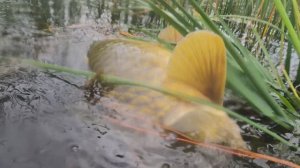 Такое на Подводной Рыбалке Бывает Очень Редко. Сазаны в Протоках Реки Белой