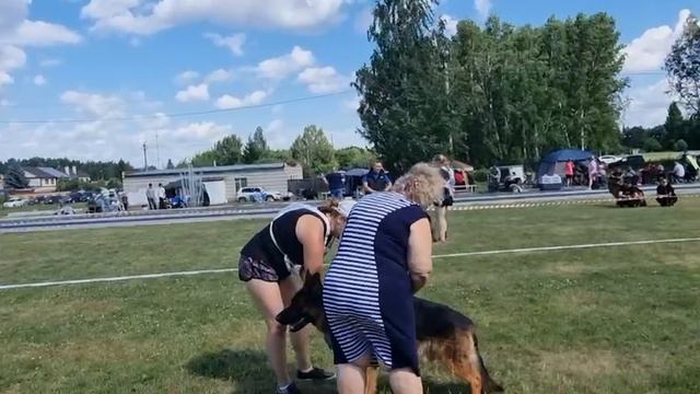 ЮНИОРЫ КОБЕЛИ / КЧК ТЮМЕНЬ 5 июля`25 А.Буйнова Моно немецких овчарок