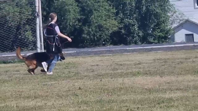 2 Отл. СС Goldene Bienenstock AVALON +++ №19. КЧК ТЮМЕНЬ 5 июля`25 Моно немецких овчарок