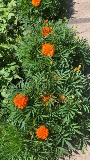 IMG_8710 Бархотцы расцвели.