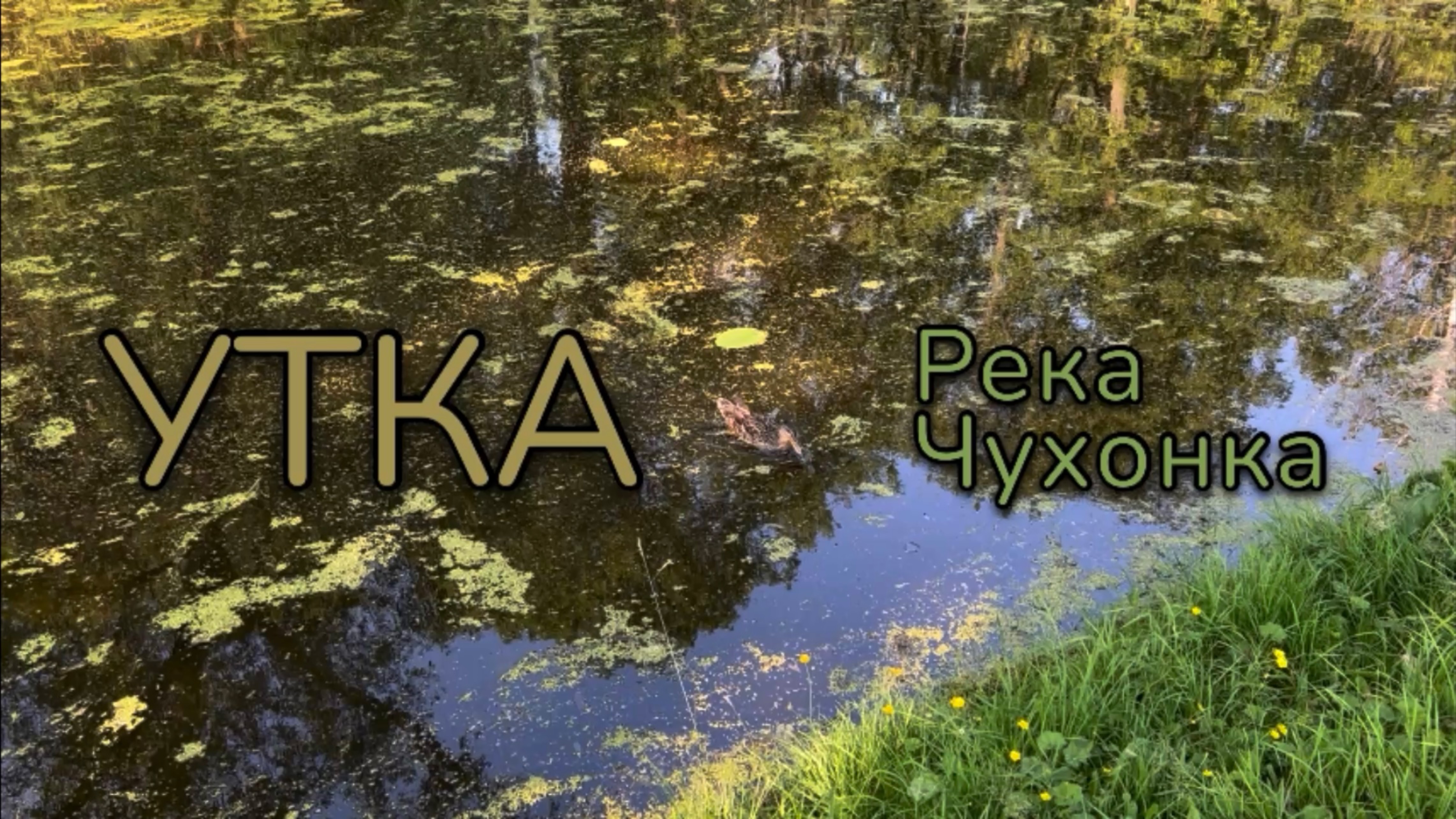 Утка. Река Чухонка смотреть онлайн
