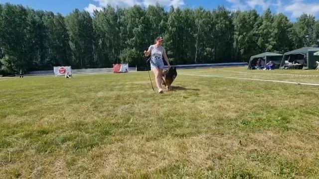 ЩЕНКИ КОБЕЛИ ДШ / КЧК ТЮМЕНЬ 5 июля`25 А.Буйнова Моно немецких овчарок