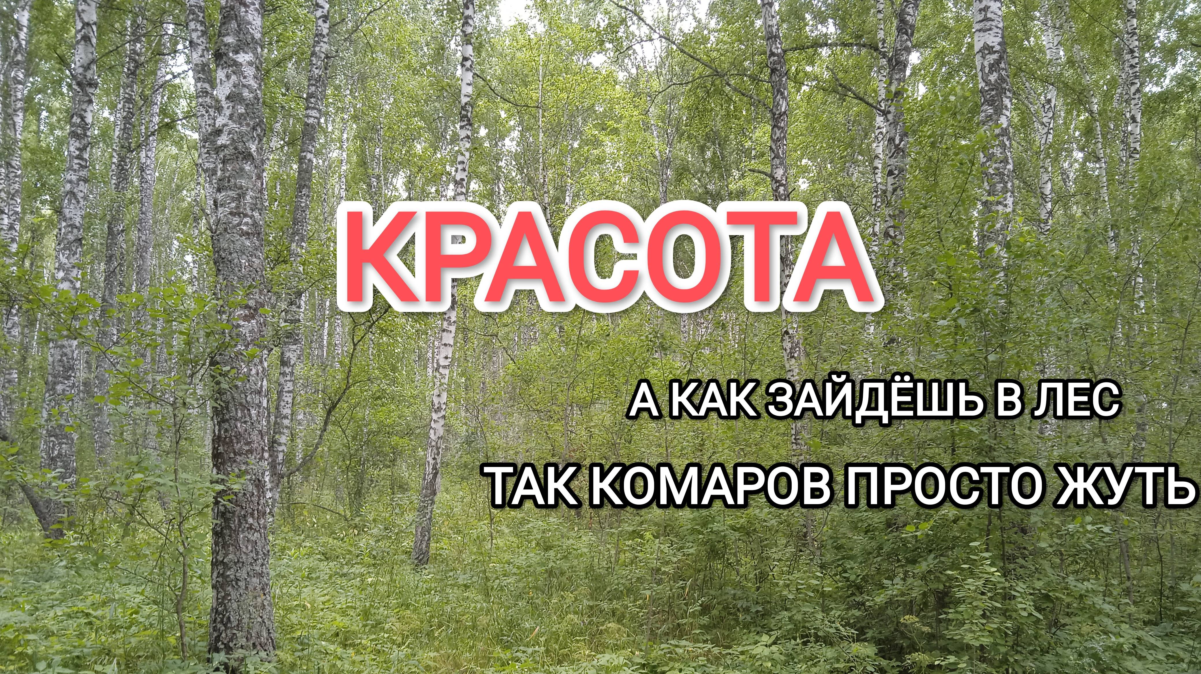 Отправились с собакой в лес за малиной и нарвались на толпу комаров пришлось спасаться бегством