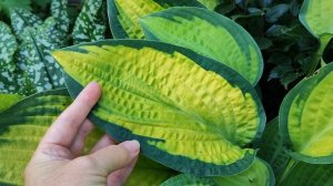 Лучшие хосты лета 2025