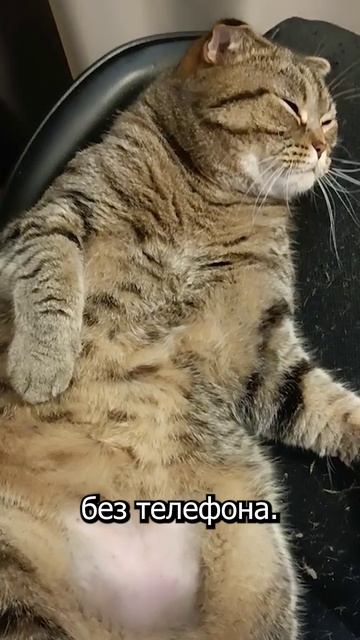 😹😹КОТИК ИДЕТ К ВАМ В ЛЕНТУ КАК ЦЕЗАРЬ В САЛАТ!!😹😏🥺#cat #кот #сильныеслова  #цитаты