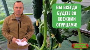 Хотите всегда быть со свежими огурцами! Не упустите момент!!