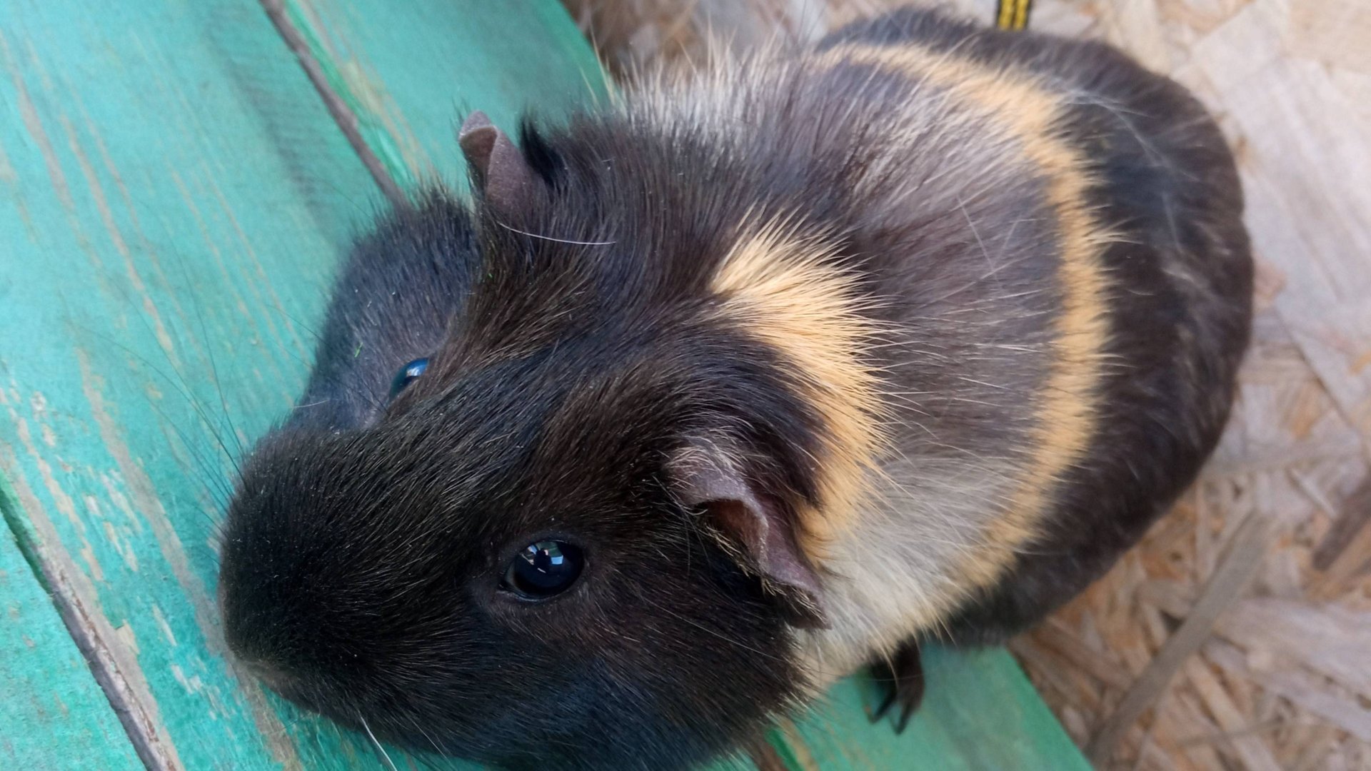 аманайзинг