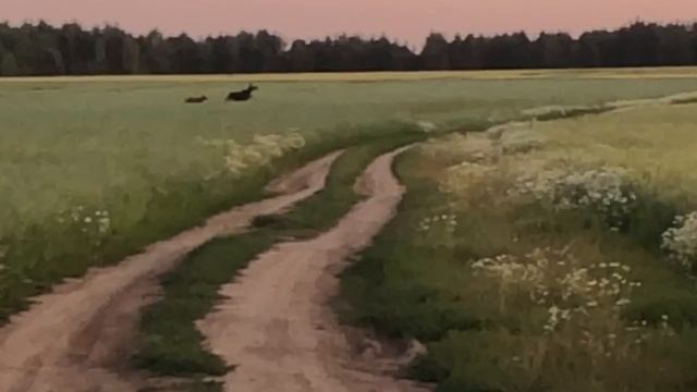 Мопеды сериал | Серия 851