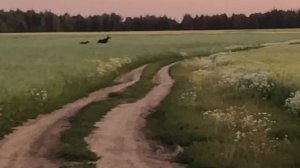 Мопеды сериал | Серия 851