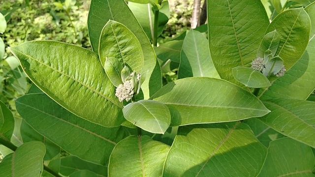 Ваточник Сирийский (Asclepias syriaca) в нашем саду 2025. смотреть онлайн