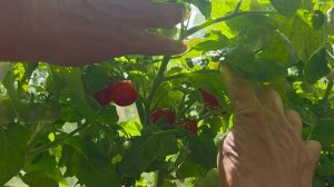 ревизия у Фёдоровна