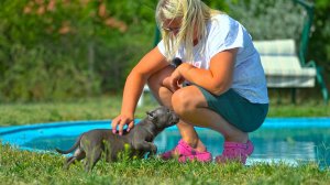 ПОСЛЕДНИЕ щенки в нашем питомнике! Закрываем питомник Американских Булли! 10 лет работы.